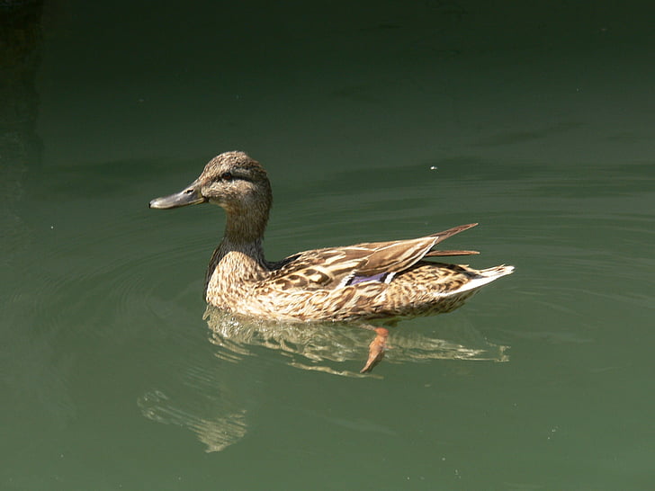 патица, вода, езерото Балатон, природата, птица