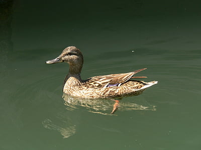 duck, water, lake balaton, nature, bird