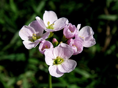 delantal, hierba salvaje, flor de ensalada