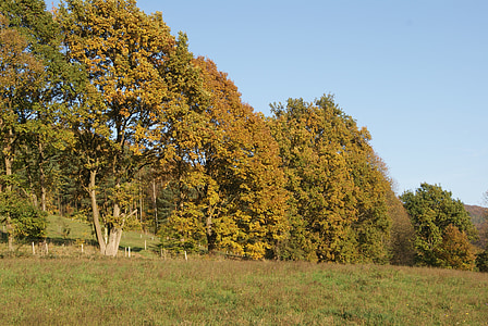 森林, 秋天, 自然, 树木, 秋天的树林, 金色的秋天, 秋天的颜色