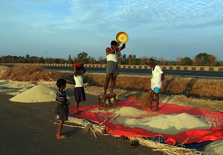 sorgho, vannage de la main, jowar, Karnataka, Inde, relativement, culture