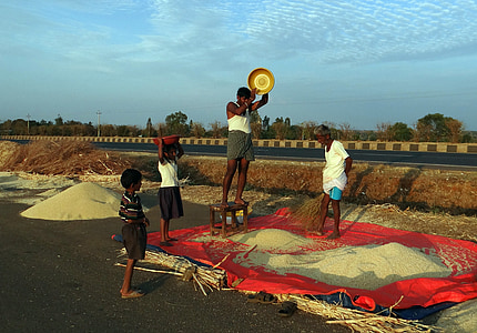 sorgo, spulatura della mano, Jowar, Karnataka, India, agricultue, cultura