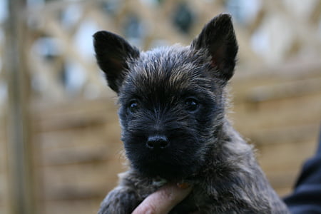 Cairn Terriër, hond, puppy