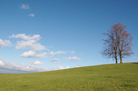 tree, switzerland, appenzellerland, nature, grass, meadow, sky