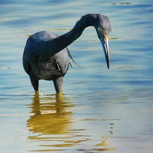 Garça-azul, aves, aves, Garça-real, azul, Baía de boca ciega, Florida