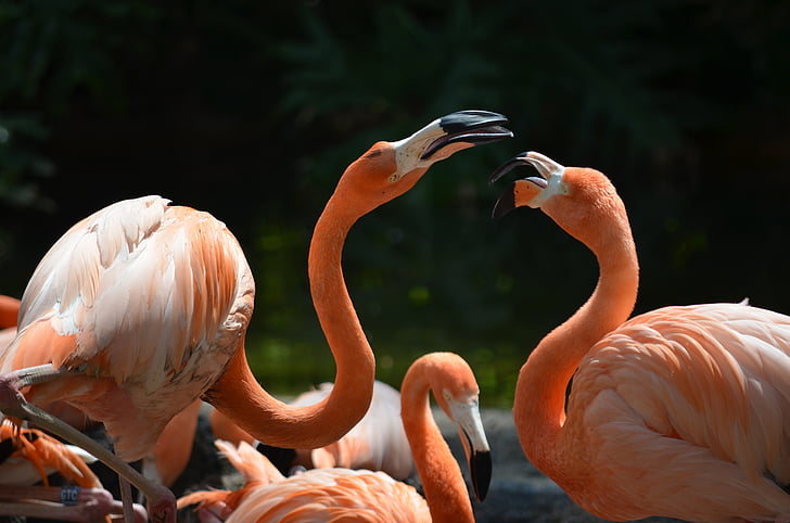 Фламинго, животните, птица, природата, Зоологическа градина, животински свят, екзотични