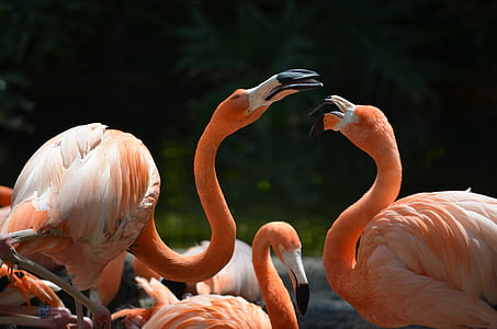 flamingos, animal, bird, nature, zoo, animal world, exotic