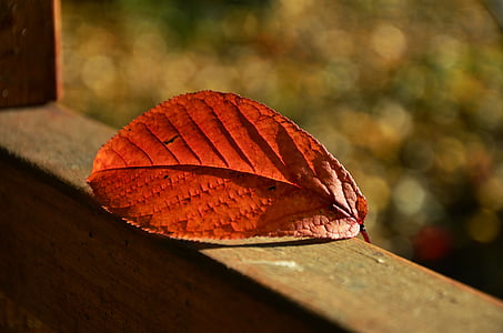 list, podzim, bokeh, podzimní barvy, zlatý podzim, padajícího listí, barvy podzimu