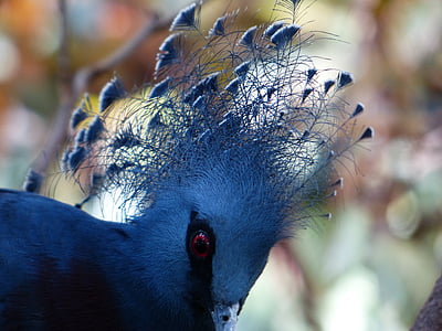 ventilators nedzirdīgo, putns, gada pavasarī rotaslietas, spalvas, zila, Goura victoria, Viktorija krontaube