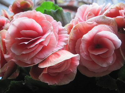 Begonia, gėlės, Pavasariniai žiedai, rožinė, waxlike, subtilus