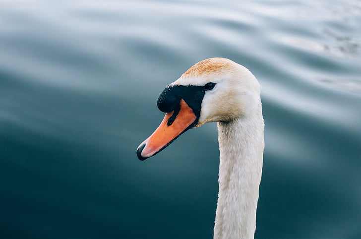 white, duck, swan, bird, animal, neck, beak