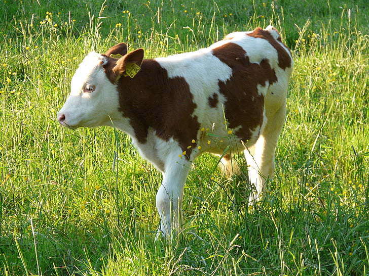 kalv, unge dyr, ko, indenlandske kvæg, oksekød, Bos primigenius taurus, kvæg