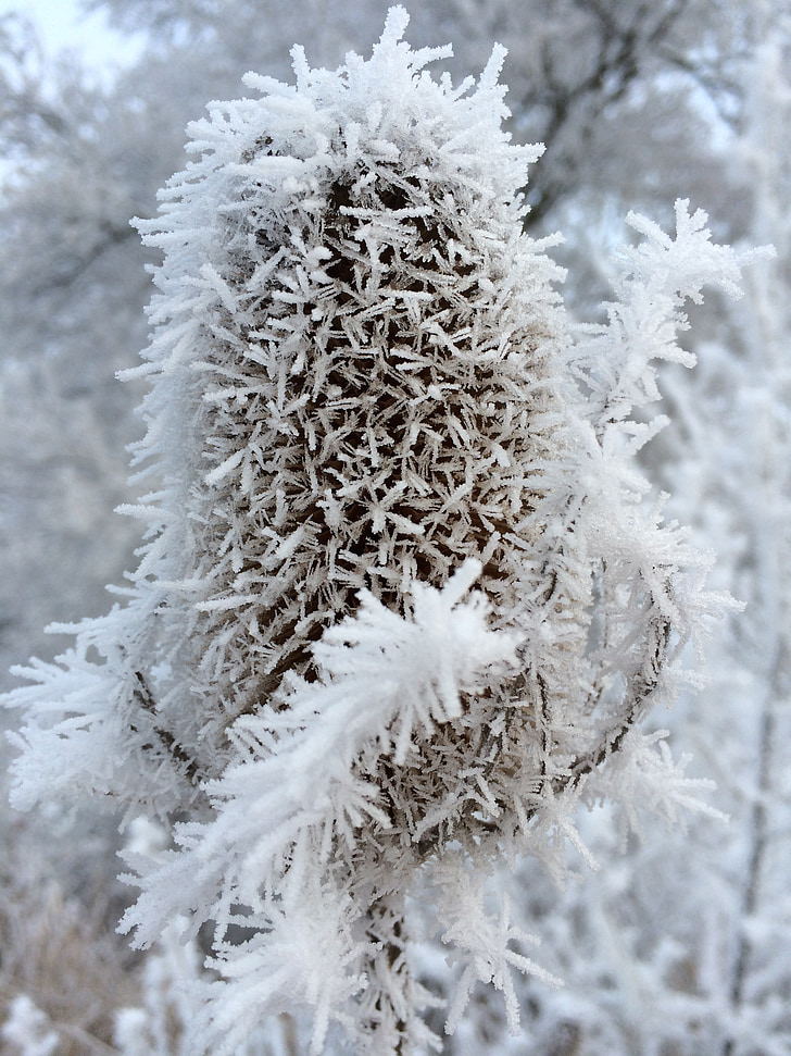 ijs, Frost, winter, koude, winter magic, natuur, ijs-crystal