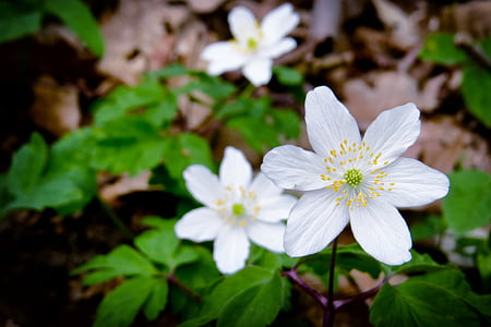 цветок, Вуд anemone, лес, Весна