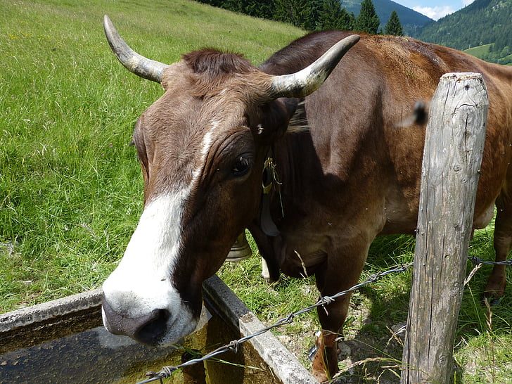 kráva, krávy tele, Allgäu, imberg