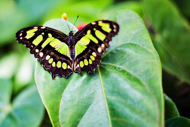 蝶, 自然, 春, 昆虫, ガーデン, 緑の葉, 蝶 - 昆虫