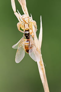 Rakovičarji z plen, mravlja kraljica, makro, narave, pajek, živalski svet, javne evidence