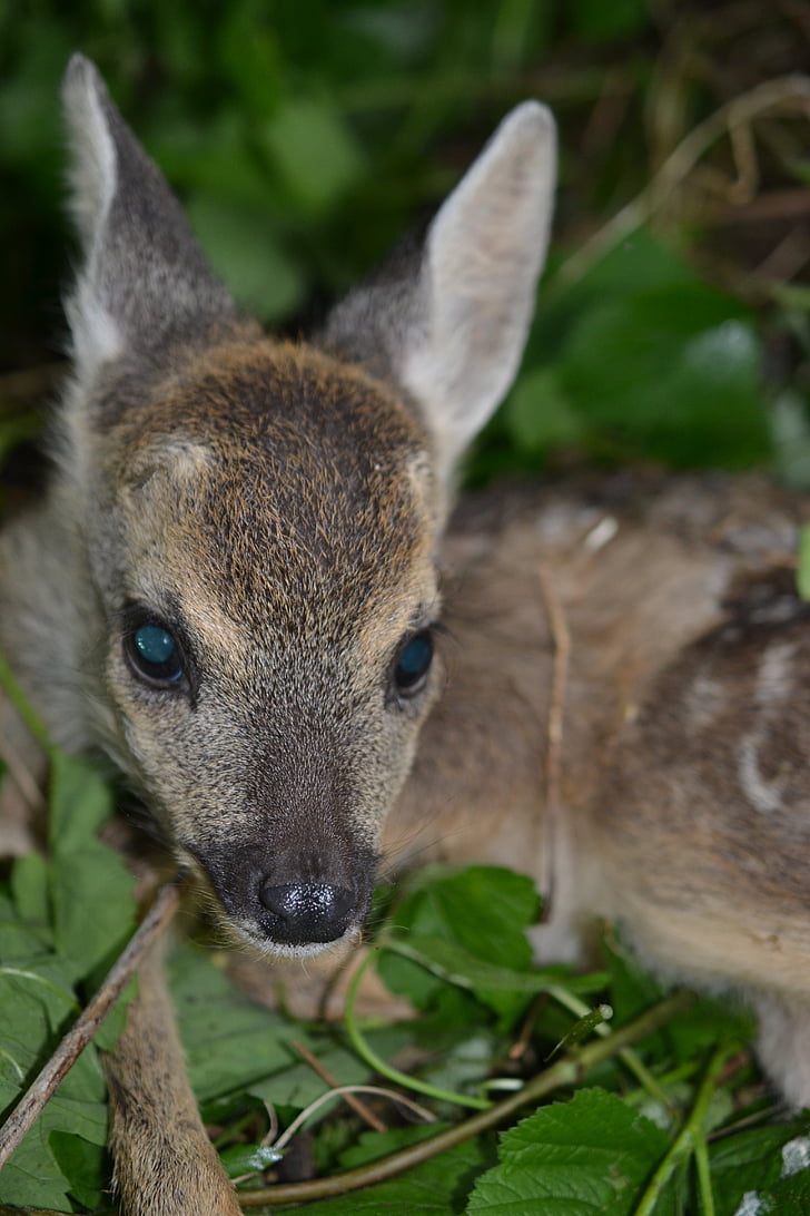 Roe deer, Bambi, Thiên nhiên, trẻ, rừng, trẻ deer, động vật có vú