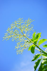 elder buds, bud, black elderberry, elderflower, branch, white, inflorescences