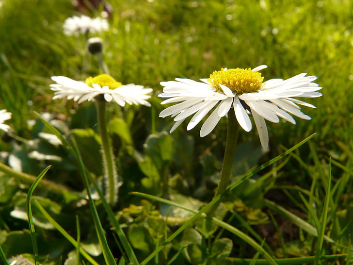 Daisy, tanaman, Taman, putih, alam, bunga, musim panas