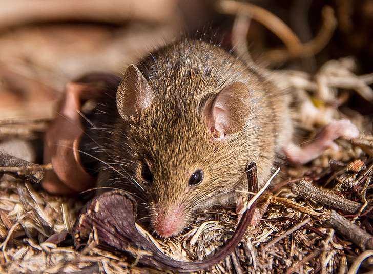 Antechinus, Торбести мишка, Торбести бозайници, роден, Куинсланд, Австралия, диви
