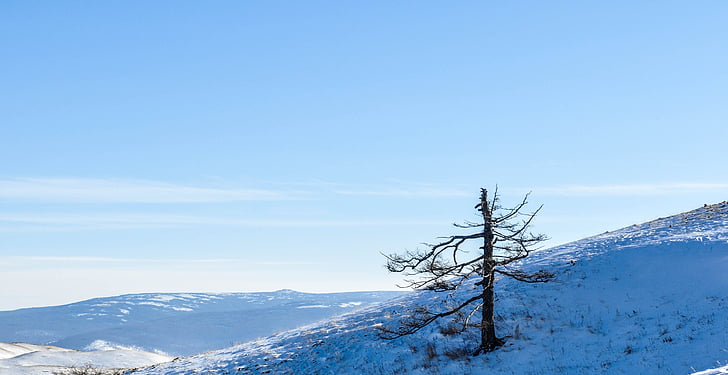 mountain, tree, single, dried, dry tree, winter, snow