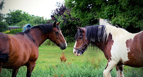 horses, equine, equestrian, animal, mare, brown, white
