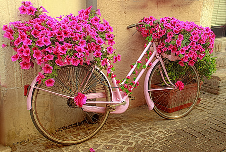 cykel, blomster, Rosa, giro d'italia, farve, cykel