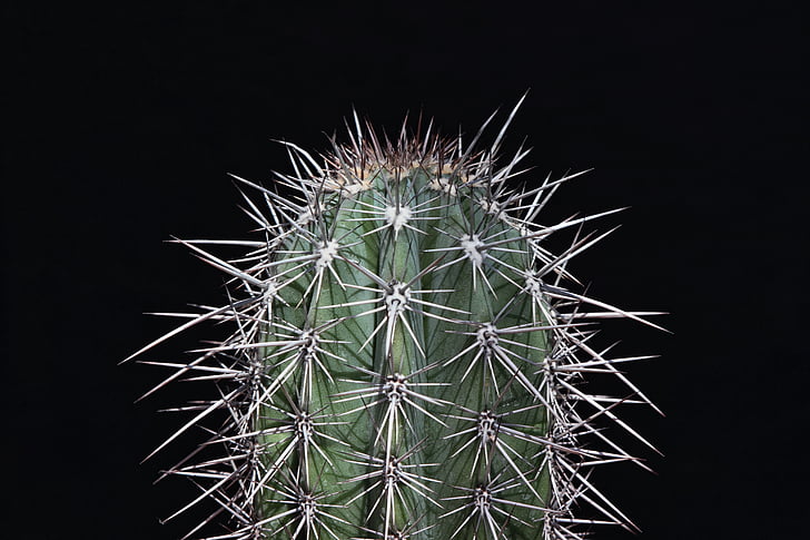 Cactus, STING, taggig, törnen, smärta, pekade