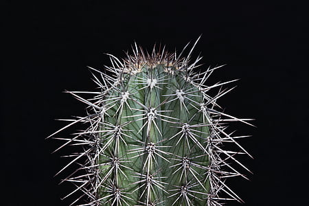 kaktusz, Sting, tüskés, Tövis, fájdalom, hegyes