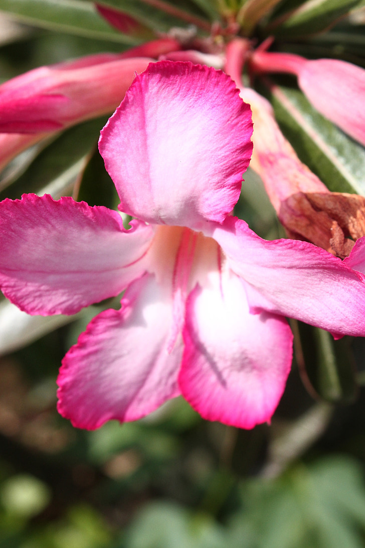 ondersteboven, Close-up van bloem shoot, rood