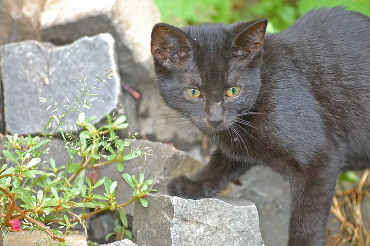 pisica, negru, pisica neagra, tineri, atent, prădător, pisici domestice