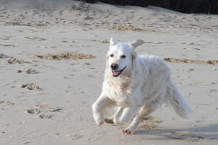 golden retriever, dog, beach
