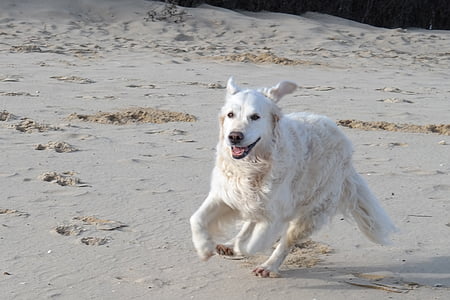 Auksaspalvis retriveris, šuo, paplūdimys