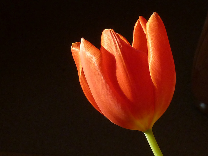 Tulip, červená, jar, kvet, kvet, Príroda, červené tulipány