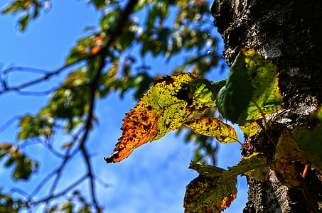 laat, natuur, tak, boom, blad, gekleurde, herfst