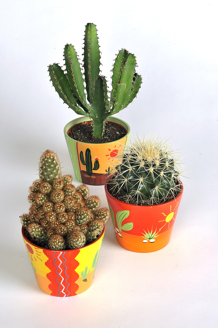 kaktus, saftige plante, grøn, torne, vase, vaser, farverige