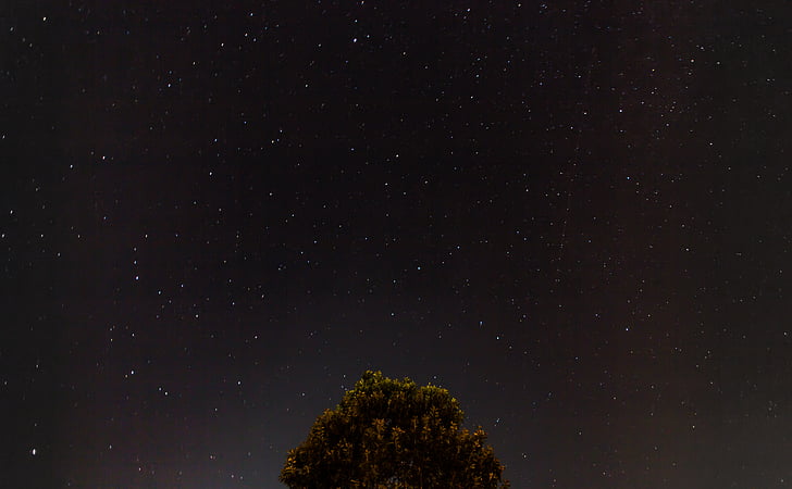 Constellation, natt, himmelen, stjernehimmelen, stjerner, treet