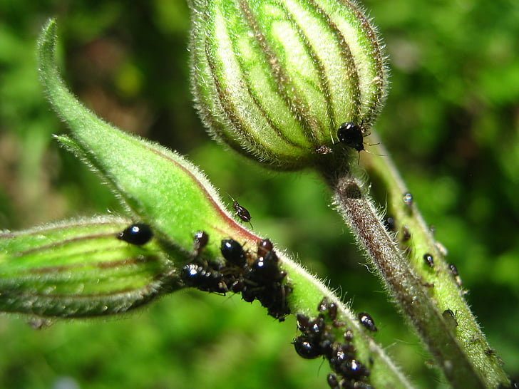 aphids, plants, flower, nature