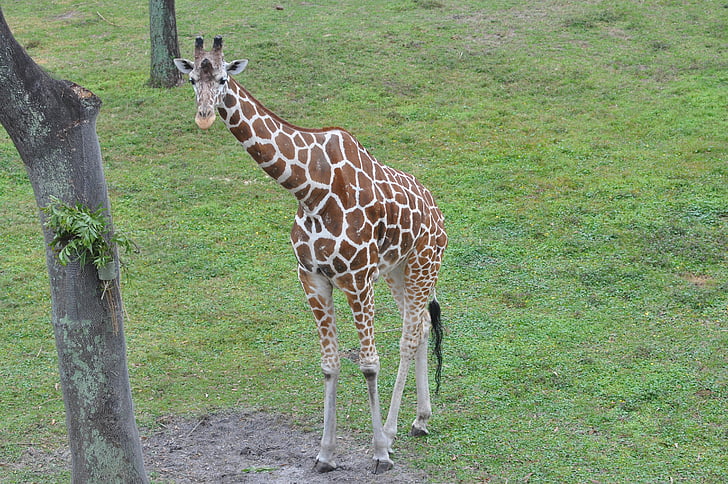 Giraffe, Savannah, natuur, dier, Afrikaanse, dieren in het wild, Afrika