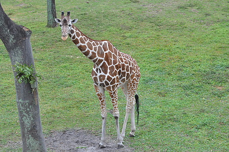 Giraffe, Savannah, natuur, dier, Afrikaanse, dieren in het wild, Afrika
