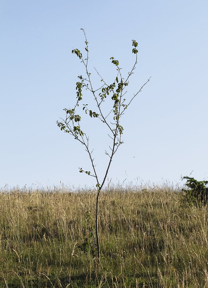 jeune arbre, branches, maigre, seulement, Prairie, Drôme, nature