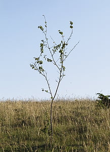 pohon muda, cabang, ramping, hanya, Prairie, Drôme, alam