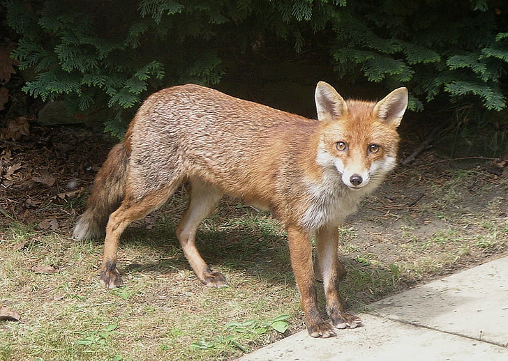Fox, zwierząt, dzikich zwierząt, dziki, Natura, czerwony, ładny
