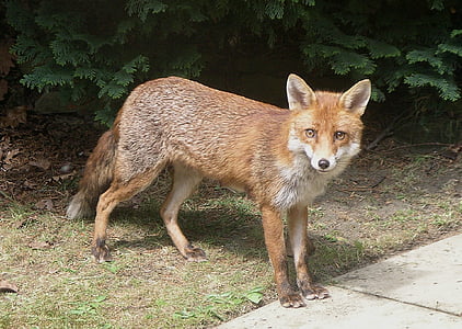 Fox, dier, dieren in het wild, Wild, natuur, rood, schattig