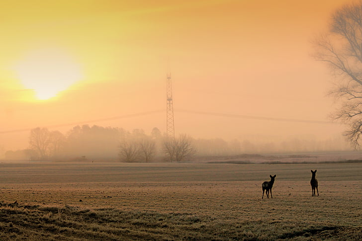sunrise, fog, winter, morgenrot, morning hour, morgenstimmung, landscape