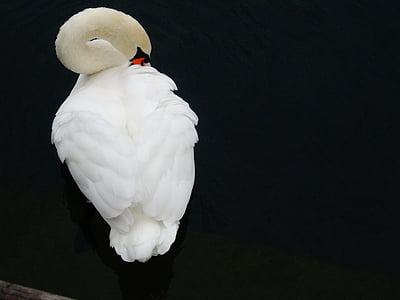 swan, bird, water bird, white, water, white swan, swan in the water