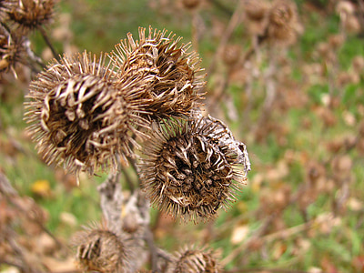 thistle, dry, nature, outdoor, death, flower, scene
