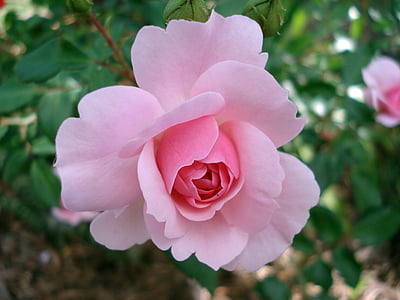 porzójú, szépség, szerelem, természet, Rózsa, esküvő, Rózsafélék (Rosaceae)