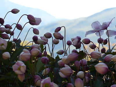 Bud, merah muda, bunga, Anemon jatuh, Anemon hupehensis, hahnenfußgewächs, ranunculaceae